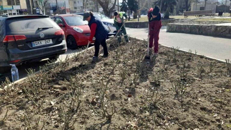 A început amenajarea cu trandafiri a rondurilor din Chișinău
