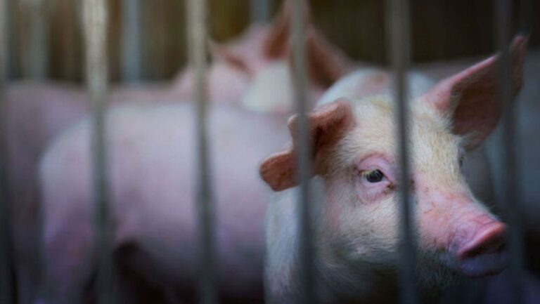 Ferma din Roșcani, afectată de pestă porcină: autoritățile intervin cu măsuri stricte