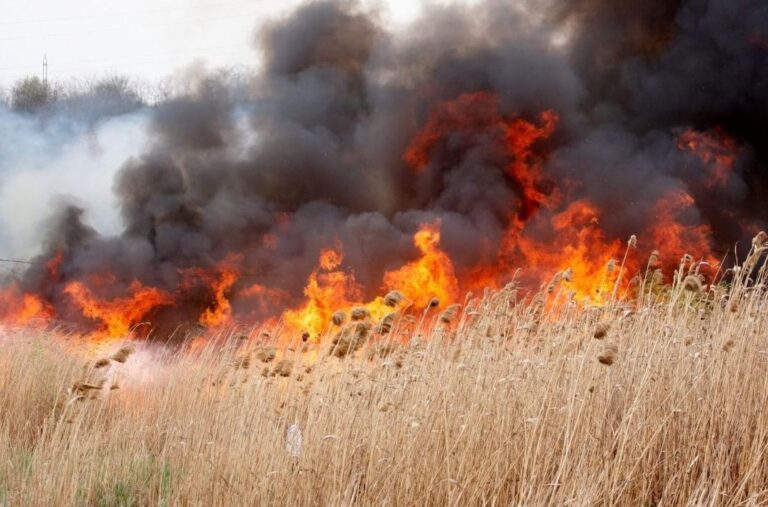 Pompierii în luptă cu incendiile de vegetație: autoritățile cer măsuri de prevenire