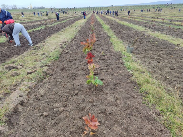 Moldova mai verde: Acțiune de împădurire pe 30 de hectare în Anenii Noi