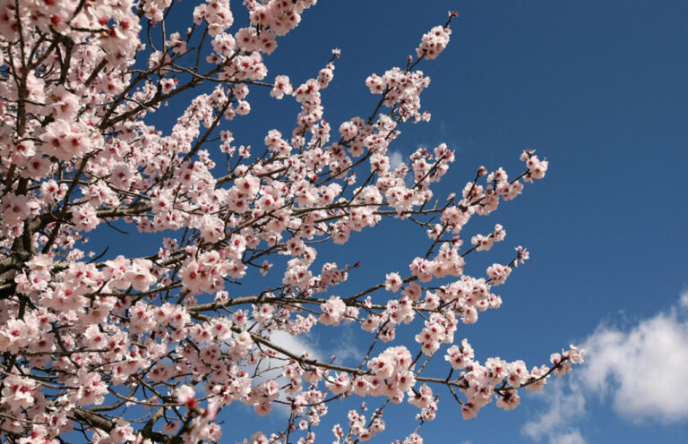 /METEO/ Vreme stabilă, fără precipitații. Temperaturile zilei de miercuri, 12 martie