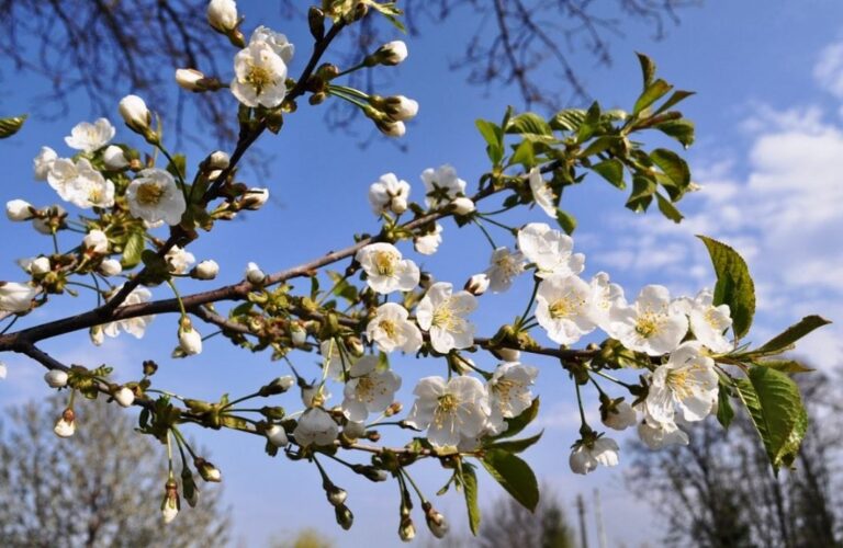 /METEO/ Vreme caldă și maxime de +20. Prognoza pentru 6 martie