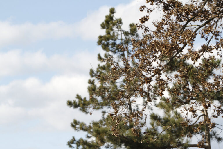 /METEO/ Vreme rece și cer noros. Codul Galben valabil până la ora 15:00