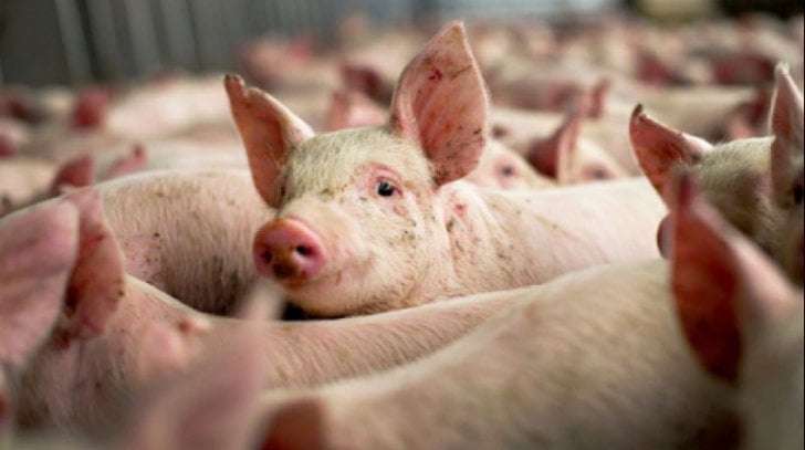 Alte două focare de Pestă porcină africană depistate în două localități din Moldova