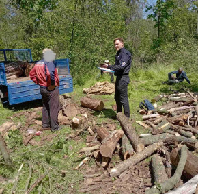 Două persoane amendate pentru tăierea arborilor, la Fălești