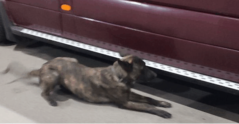 (video) Intervenția câinelui „Artura” a stricat planurile unui moldovean să ducă mii de țigări în Marea Britanie