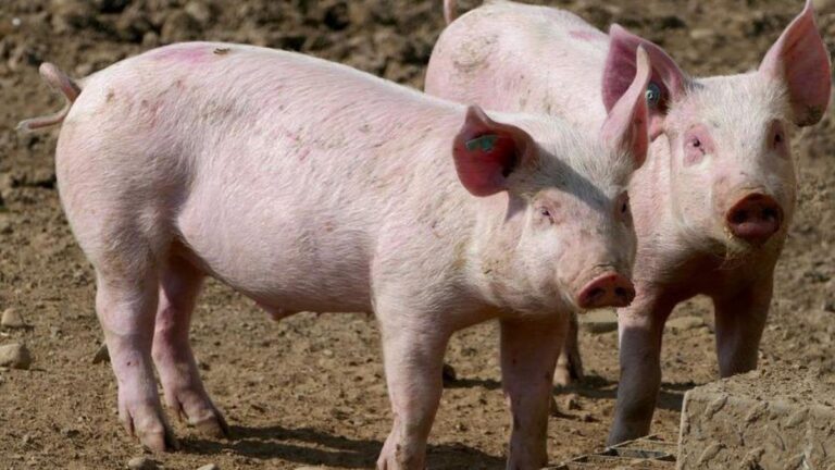 Un nou focar de Pestă porcină africană înregistrat în Republica Moldova