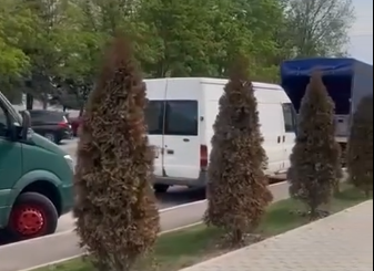 Peste 100 de arbori de tuia din sectorul Ciocana ar fost otrăviți cu substanțe chimice periculoase