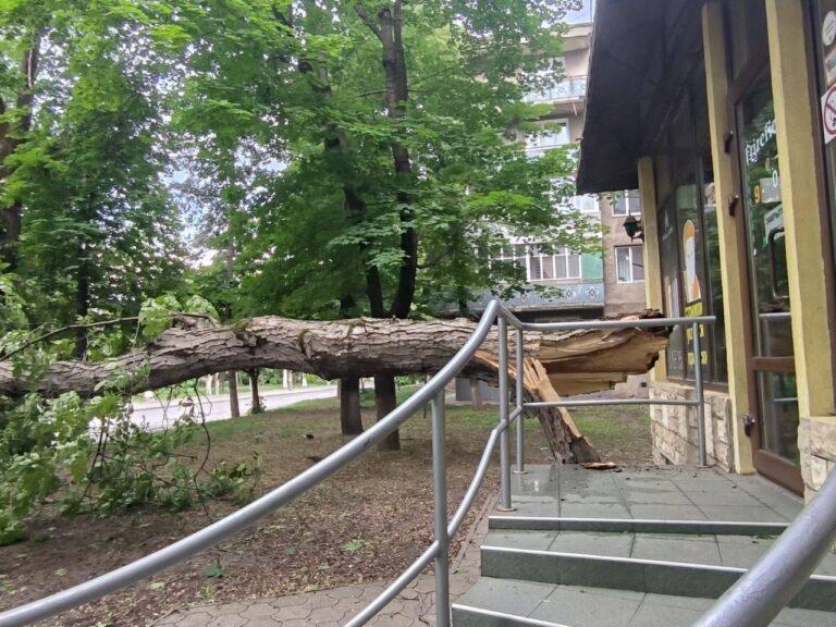 Codul galben a făcut prăpăd în Chișinău. Echipele „Spații verzi” au intervenit pe mai multe adrese