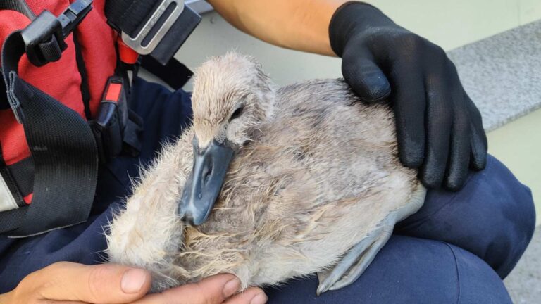 Un pui de lebădă a fost salvat dintr-o plasă de pescuit, la Botanica