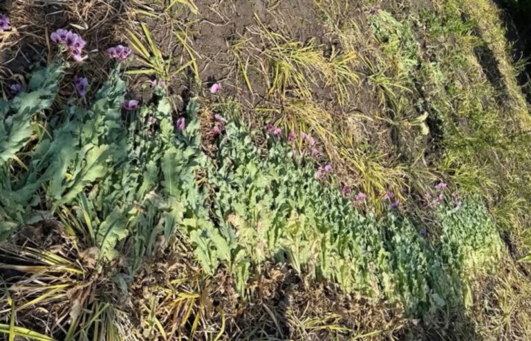 Grădina păcatelor: Bărbat de la Ciocana creștea plante interzise