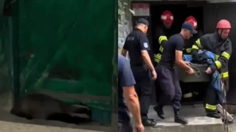 Clipe de panică pentru locuitorii unui bloc din Bălți. Un bursuc a dat buzna în scara unei clădiri