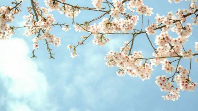 /METEO/ Vreme caldă și cer senin. Câte grade sunt așteptate joi, 28 august