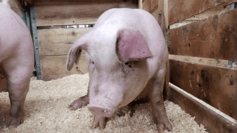Trei focare de rabie și Pestă porcină africană descoperite în trei raioane ale Moldovei