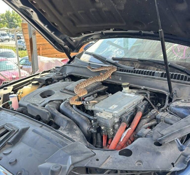 Un șarpe cu clopoței a fost găsit sub capota unei mașini, în sectorul Ciocana. Au intervenit două echipaje de salvatori