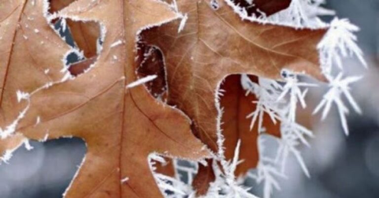 Vremea se răcește drastic. Înghețuri și temperaturi sub zero grade