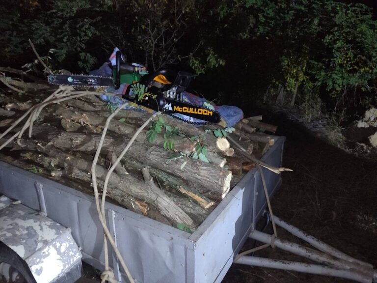 Defrișări ilegale de arbori depisate de inspectorii de mediu în nordul țării