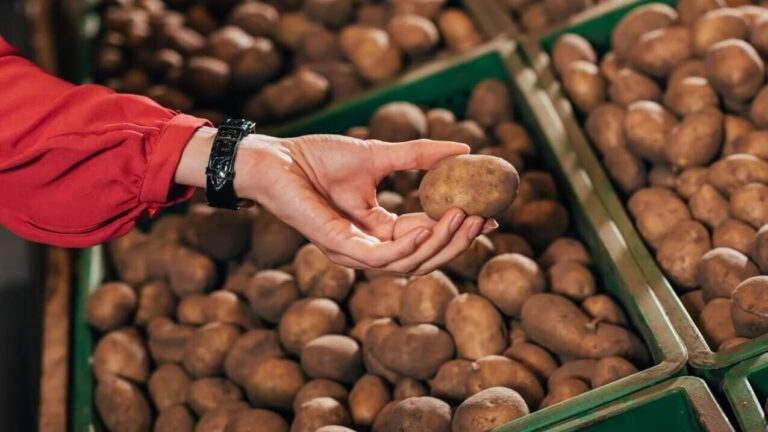 Moldova rămâne principala piață pentru cartofii ucraineni, în ciuda scăderii exporturilor