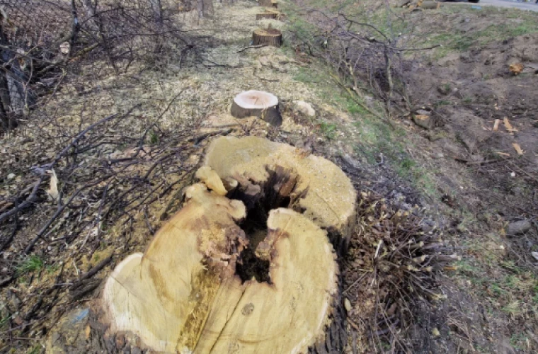 Verificări în Pădurea Căpriana după video-ul distribuit pe rețelele sociale. Inspectorii de Mediu clarifică situația