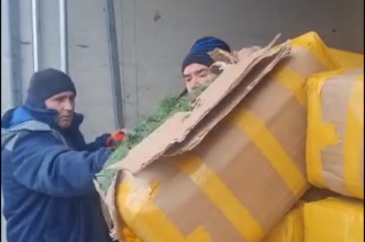 (video) Un lot de 15 tone de mărar și pătrunjel proaspăt, importat, a fost nimicit de ANSA