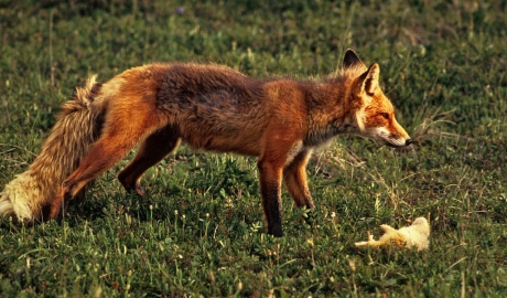 Noi focare de boli de animale în trei raioane din Moldova. O vulpe și o pisică infectată