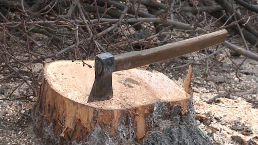 Tăieri suspecte de arbori, la Nisporeni. Inspectorii de mediu, de urgență, la fața locului