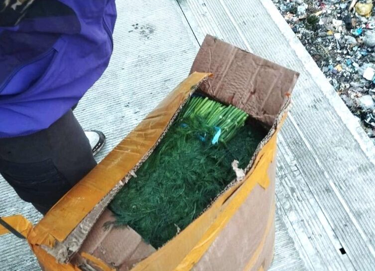 Mărar cu LMA depășită de 10 ori depistat și supus nimicirii de către ANSA. 7,5 tone urmau să ajungă pe rafturi