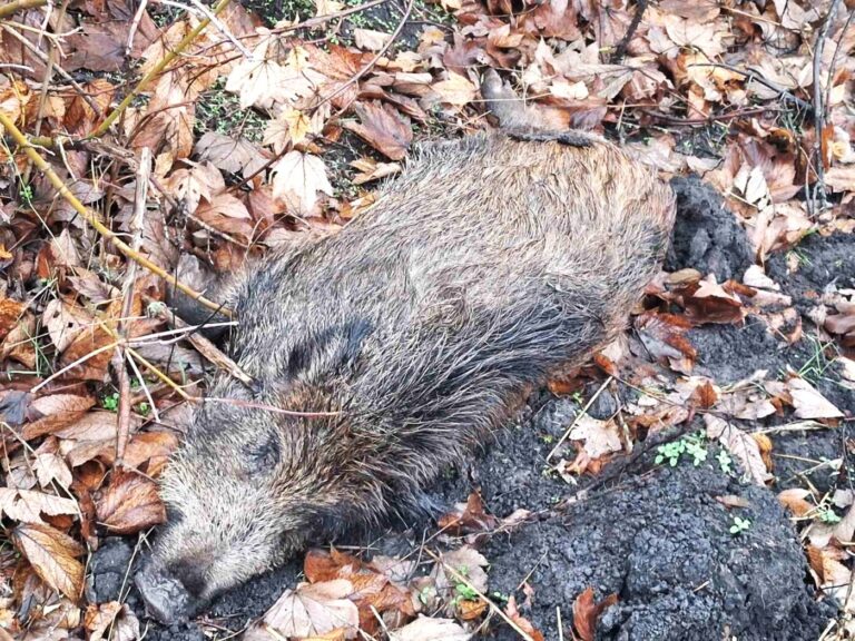 Focare de Pestă porcină africană și rabie depistate în șase raioane din Moldova. Detaliile ANSA