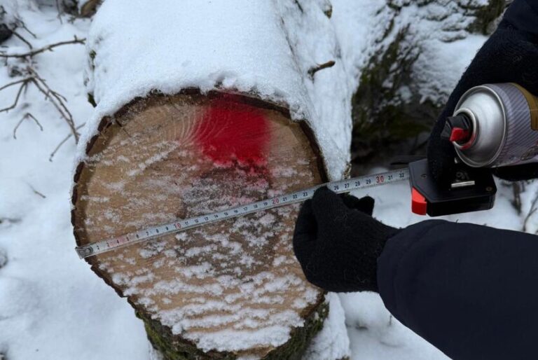 Tăieri ilegale la Mihălășeni: Autoritățile anunță măsuri mai dure pentru protecția mediului