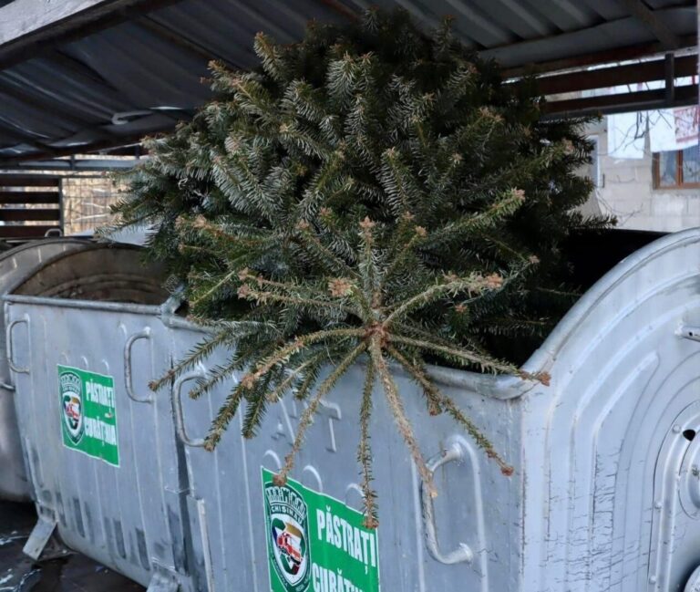 Brazii utilizați în sărbătorile de iarnă nu trebuie aruncați. Primăria Chișinău vine cu soluții