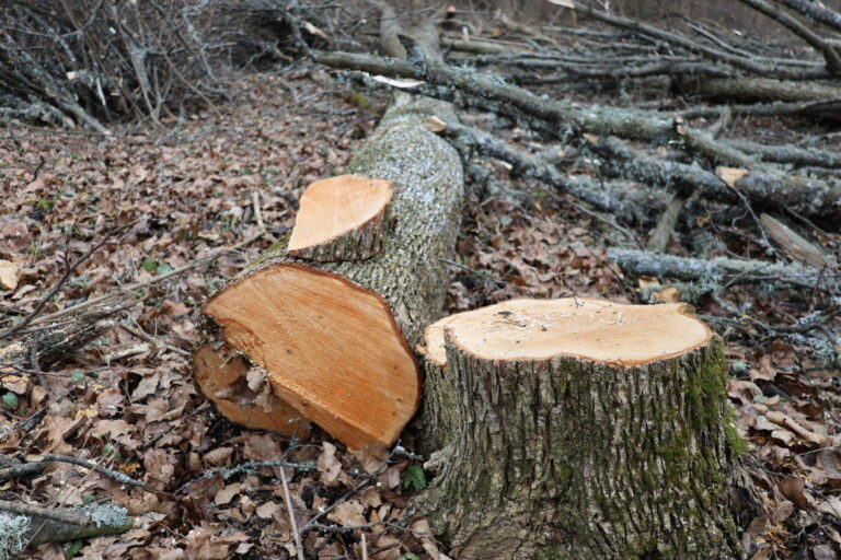 Razii ale inspectorilor de mediu în mai multe raioane: amenzi pentru deșeuri și tăieri ilegale