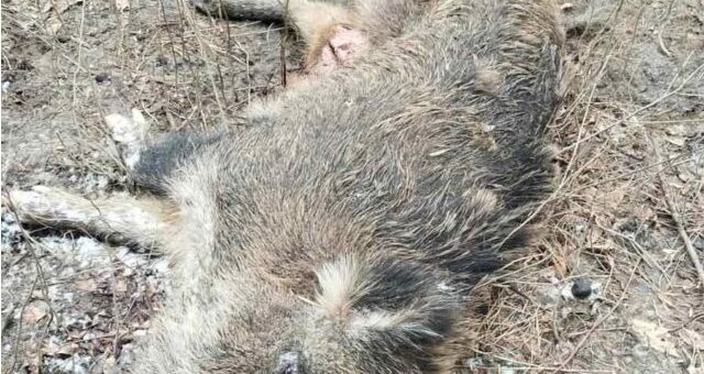 Alertă în Leova: șase mistreți găsiți morți. Autoritățile verifică riscul de pestă porcină africană