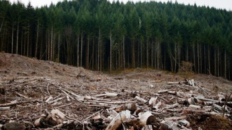 Prima țară din lume care interzice oficial defrișările. Politici stricte de „zero defrișări”