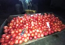 Un lot de rodii nu a fost admis pentru plasare pe piață