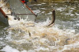 Lacul Costești–Stînca, populat cu 2,5 tone de pește