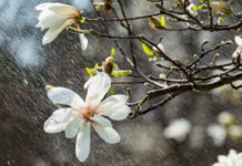 Meteo 16 aprilie: vreme de primăvară cu cer noros și ploi slabe, urmată de o răcire spre finalul săptămânii