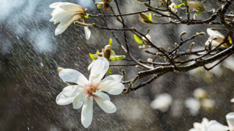 Meteo 16 aprilie: vreme de primăvară cu cer noros și ploi slabe, urmată de o răcire spre finalul săptămânii