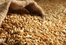 Exportatorii de grâu, între cantitate și preț: câștiguri mai mici în sezonul 2025–2026