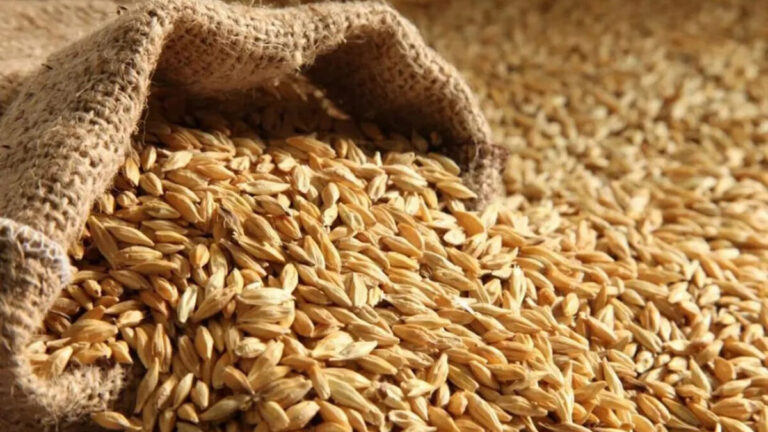 Exportatorii de grâu, între cantitate și preț: câștiguri mai mici în sezonul 2025–2026