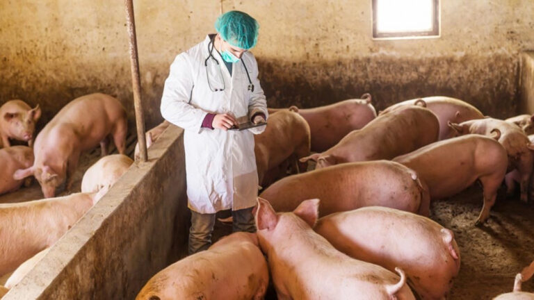 Noi focare de pestă porcină și rabie descoperite pe teritoriul Republicii Moldova