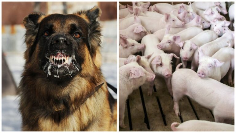 ANSA avertizează asupra riscului de răspândire a pestei porcine africane și rabiei