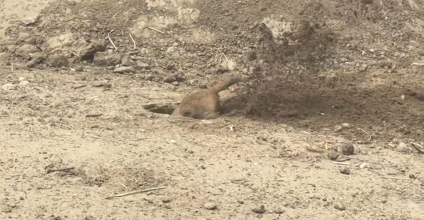 Grădina Zoologică din Chișinău își mărește arsenalul de animale. Cine sunt noii locatari