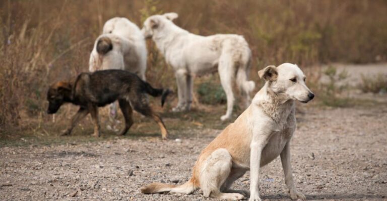 53 de cazuri de rabie au fost confirmate de ANSP. Populația atenționată de autorități