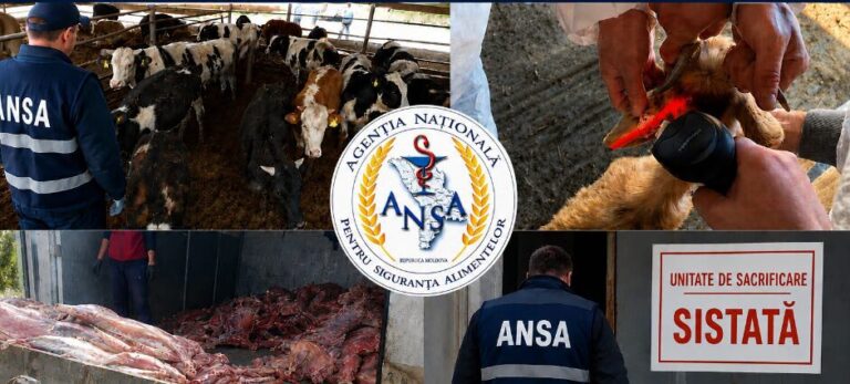 Circa o mie de animale puse sub restricții oficiale de mișcare și zeci de amenzi. ANSA a inițiat controale la abatoare