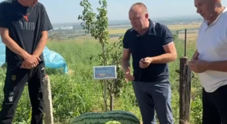 RECORD NAȚIONAL bătut la Căușeni! Un harbuz enorm a fost crescut la Hagimus
