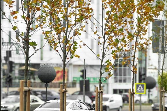 (foto) Pe bulevardul Iuri Gagarin au apărut noi arbori de platan