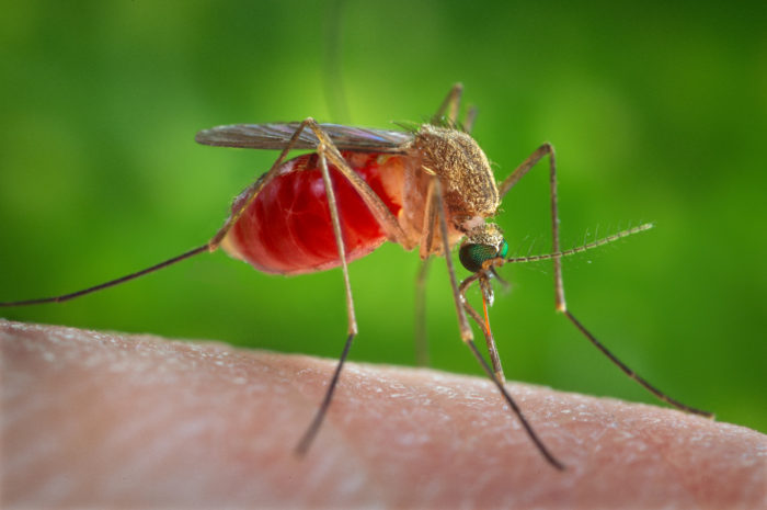 În Republica Moldova au fost confirmate două cazuri de infecție cu virusul West Nile