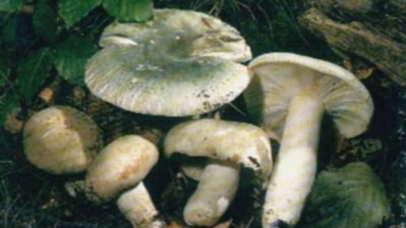 45 de persoane s-au intoxicat cu ciuperci, inclusiv trei copii