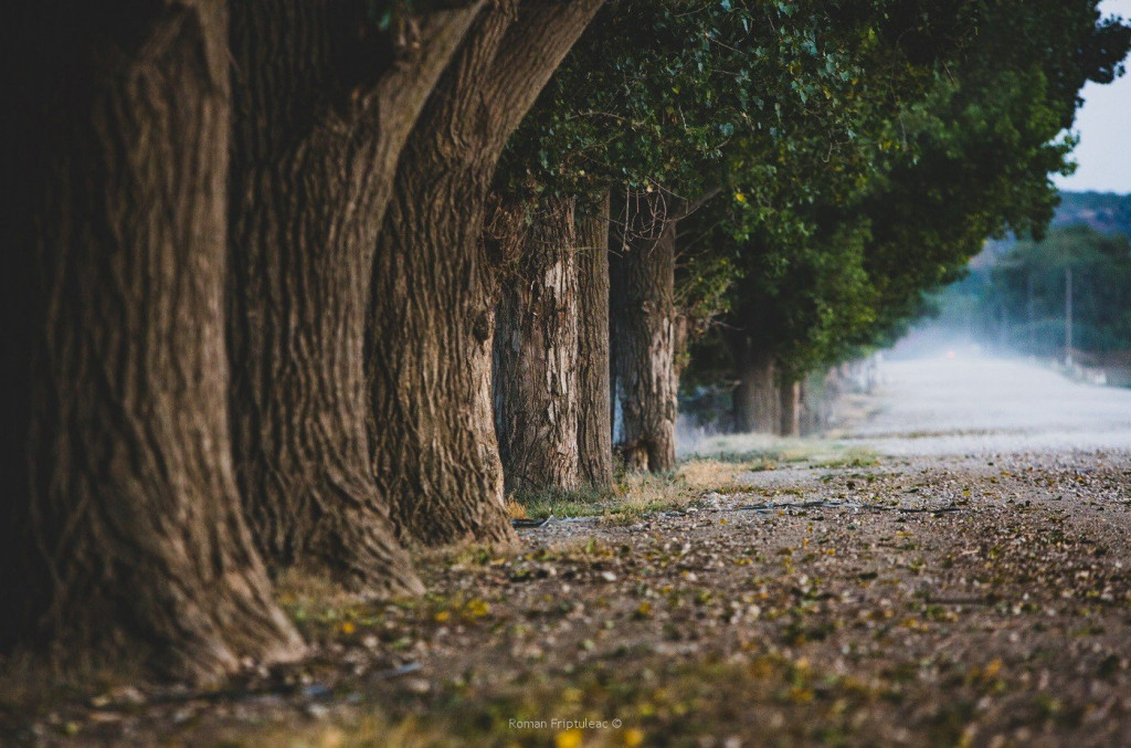Nouă spații verzi din Republica Moldova au primit pașapoarte ecologice